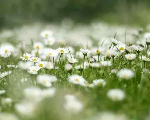 Le printemps est de retour !